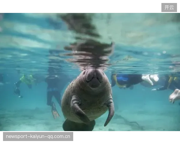 海牛球员市场开启：从“海牛”到“海牛王国”——如何打造球员价值与品牌价值的双赢之路